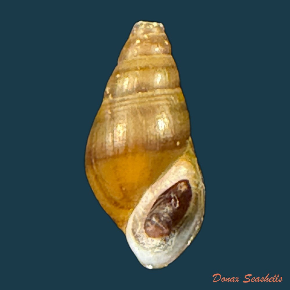 koreoleptoxis-sp-18-3mm-copia