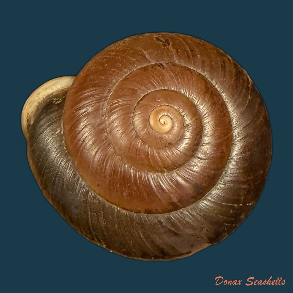labyrinthus-raimondii-philippi-1867-38-3mm-copia