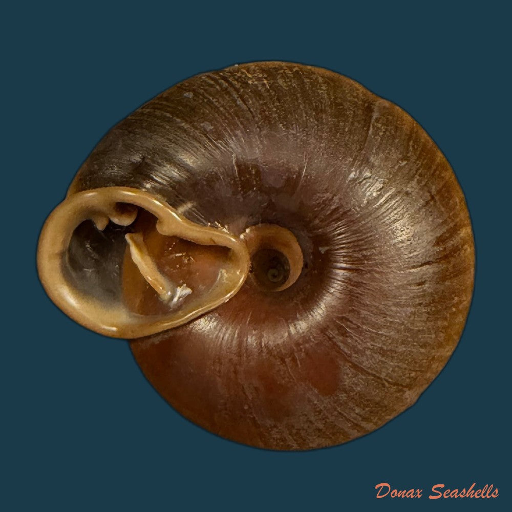 labyrinthus-raimondii-philippi-1867-38-3mm-copia