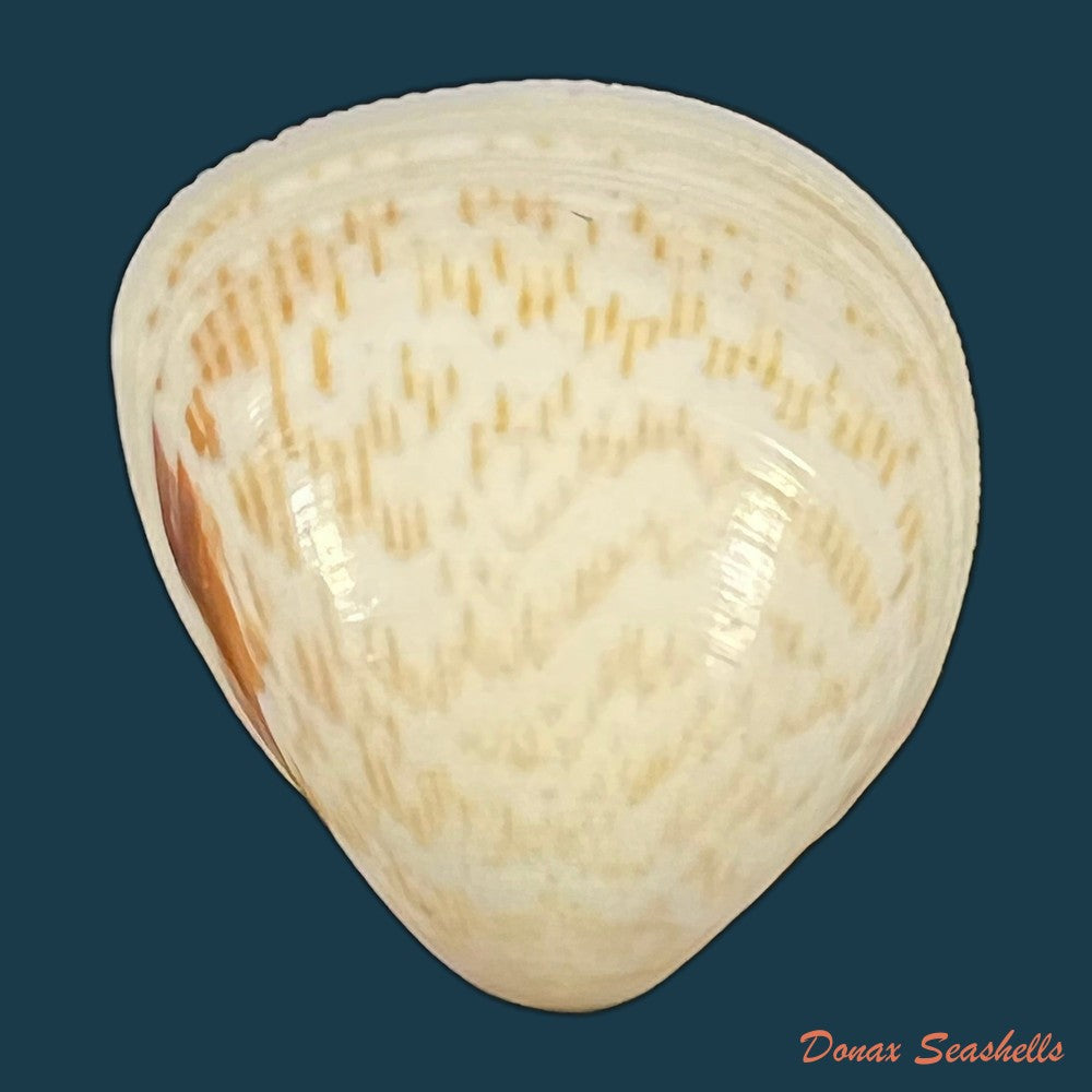 laevicardium-brasilianum-lamarck-1819-28-9mm-copia