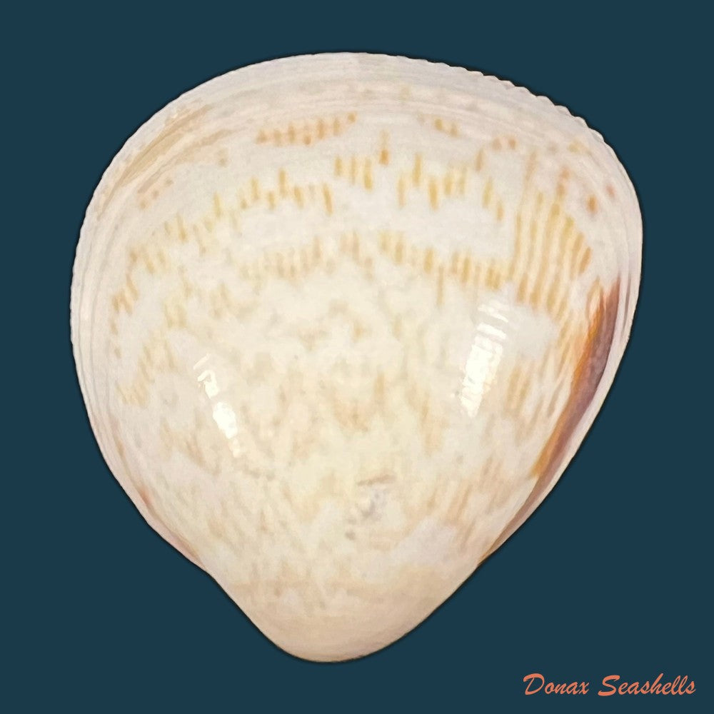 laevicardium-brasilianum-lamarck-1819-28-9mm-copia
