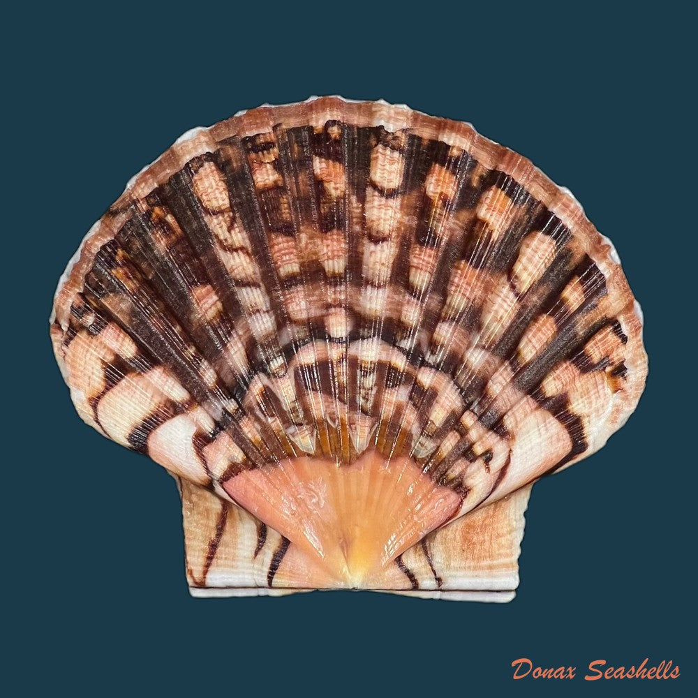 laevichlamys-squamosa-gmelin-1791-35-5mm-copia