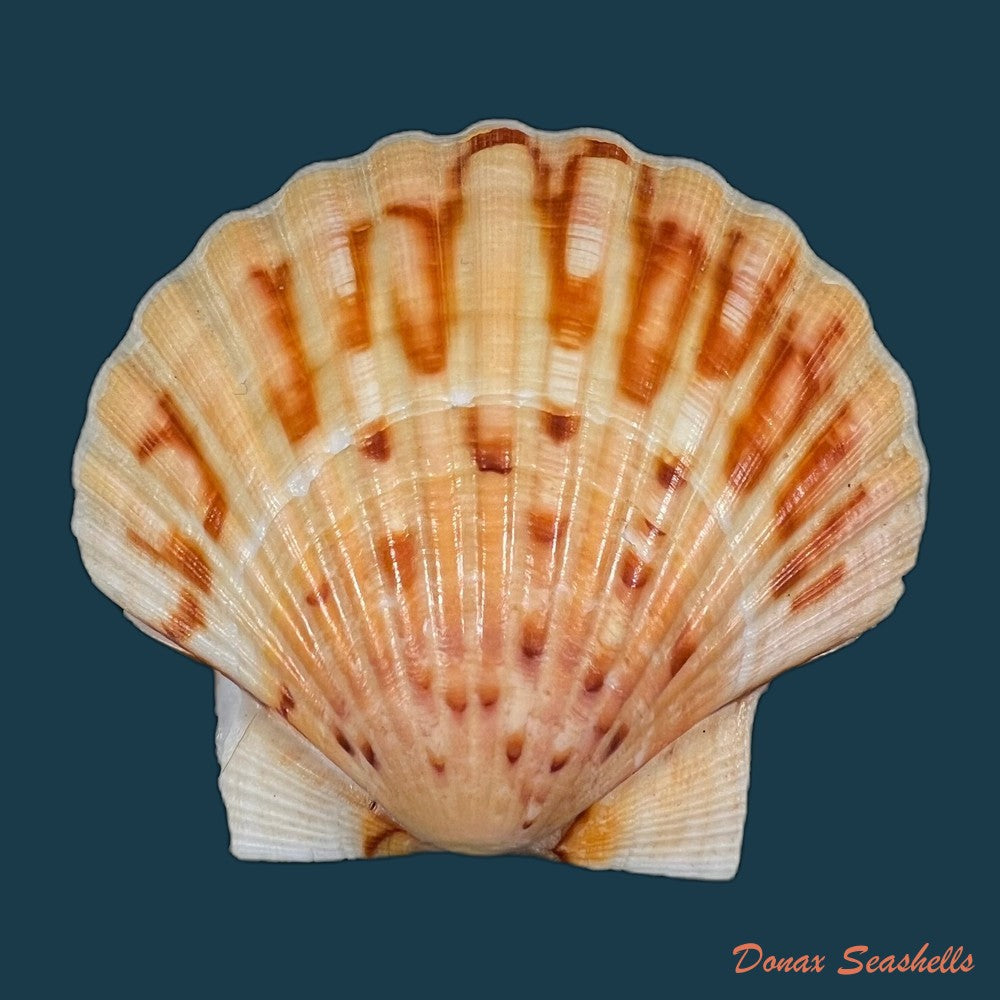 laevichlamys-squamosa-gmelin-1791-35-5mm-copia