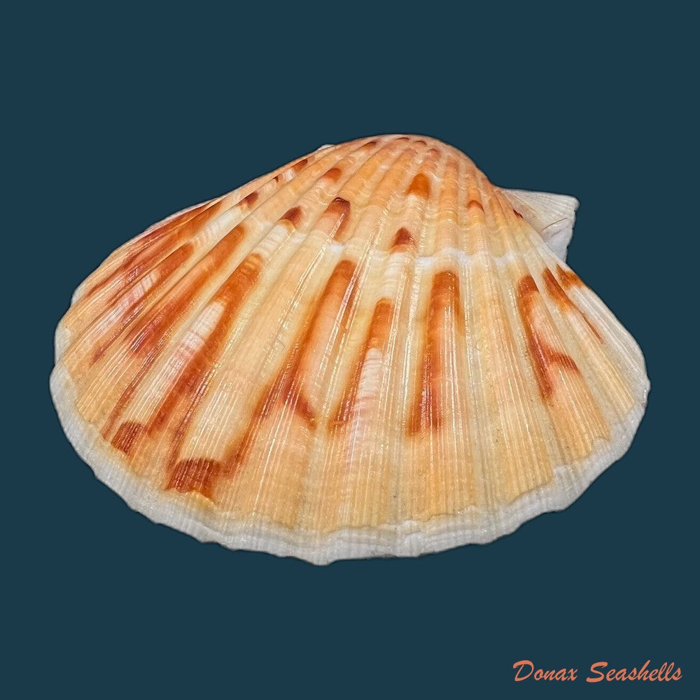 laevichlamys-squamosa-gmelin-1791-35-5mm-copia