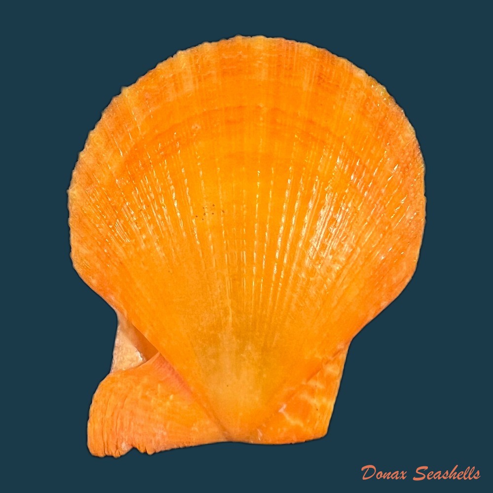 laevichlamys-squamosa-gmelin-1791-39-2mm-copia-1