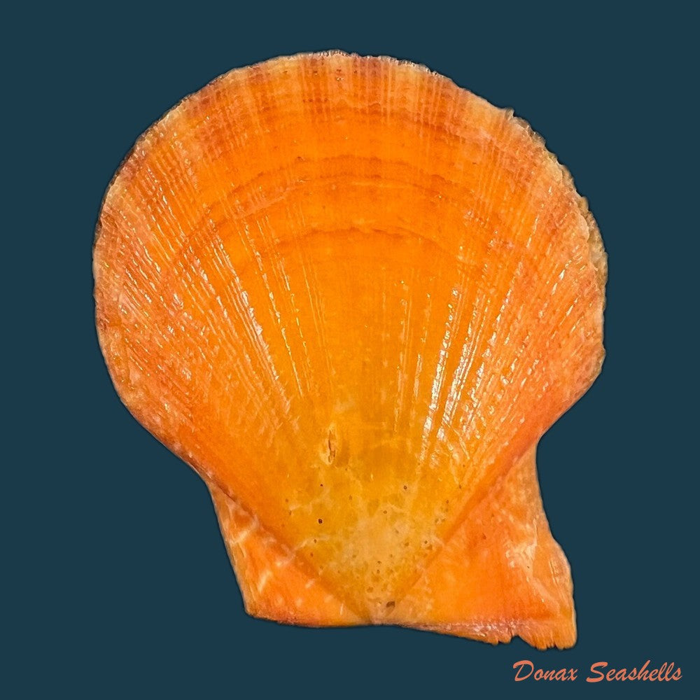 laevichlamys-squamosa-gmelin-1791-39-2mm-copia-1