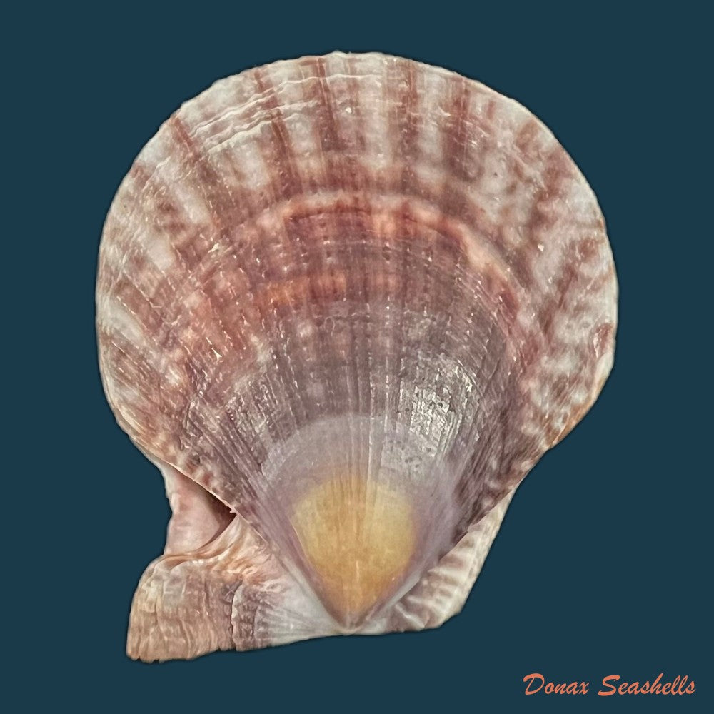 laevichlamys-squamosa-gmelin-1791-39-2mm-copia