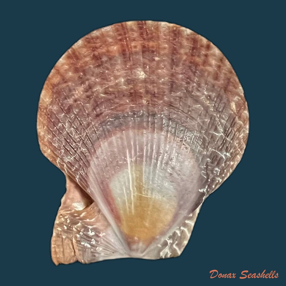laevichlamys-squamosa-gmelin-1791-39-7mm-copia