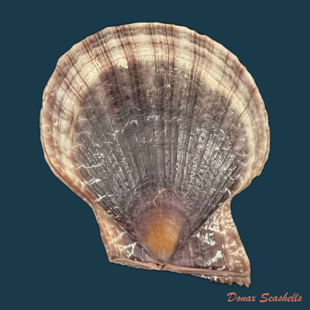 laevichlamys-squamosa-gmelin-1791-42-9mm-copia