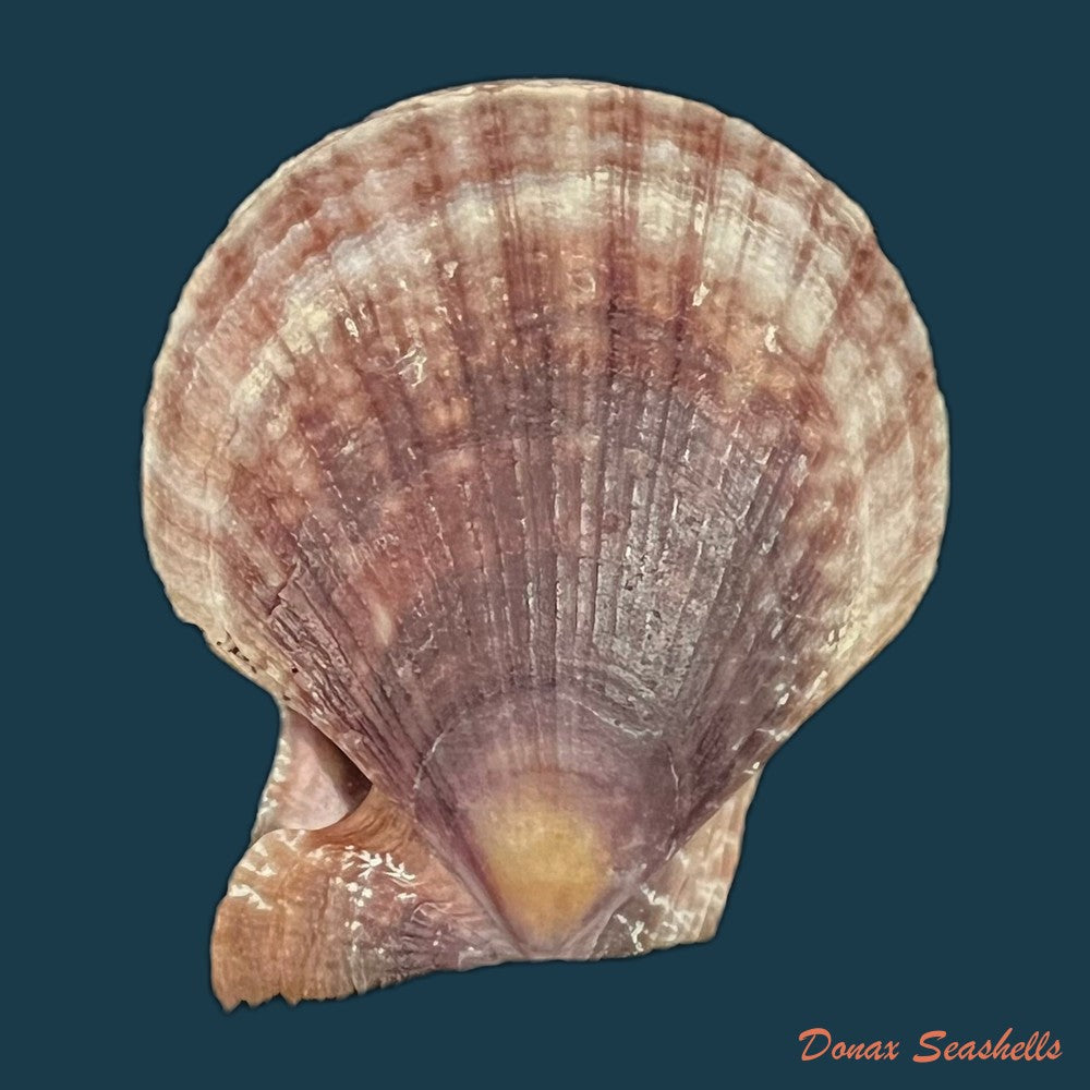 laevichlamys-squamosa-gmelin-1791-42-9mm-copia