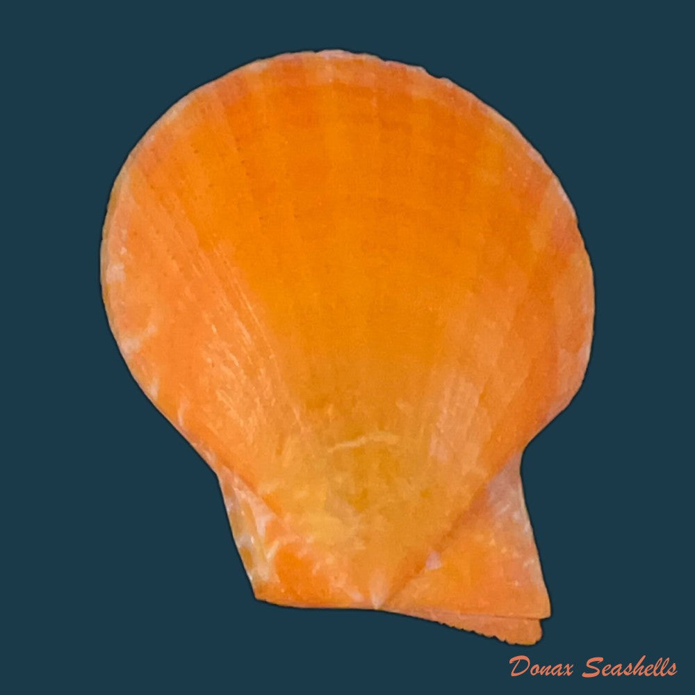 laevichlamys-squamosa-gmelin-1791-48-7mm-copia-1