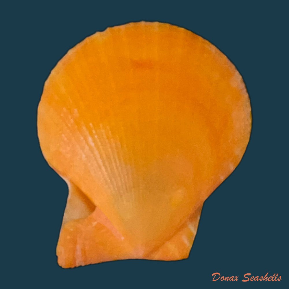 laevichlamys-squamosa-gmelin-1791-48-7mm-copia-1