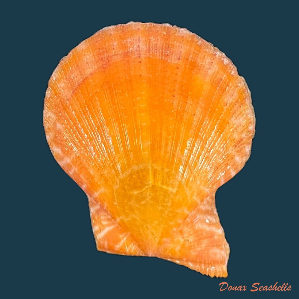 laevichlamys-squamosa-gmelin-1791-48-7mm-copia