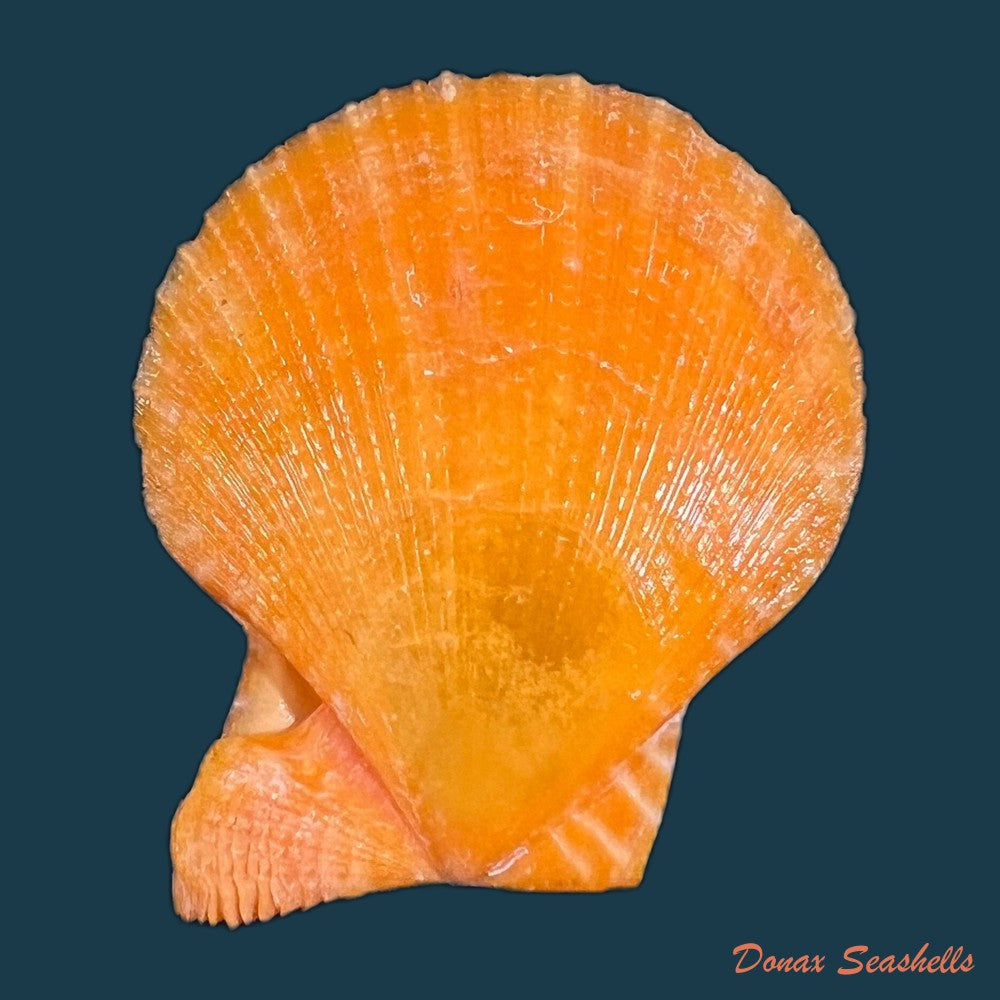 laevichlamys-squamosa-gmelin-1791-48-7mm-copia