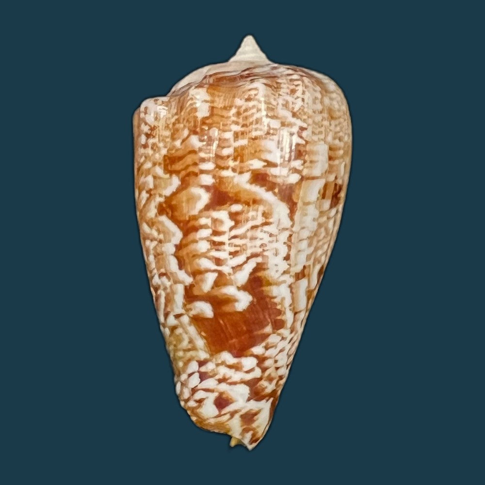 laevistrombus-canarium-linnaeus-1758-56-9mm-copia-1