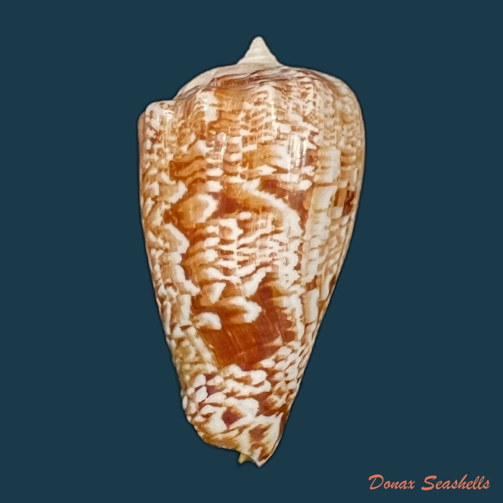laevistrombus-canarium-linnaeus-1758-56-9mm-copia-1