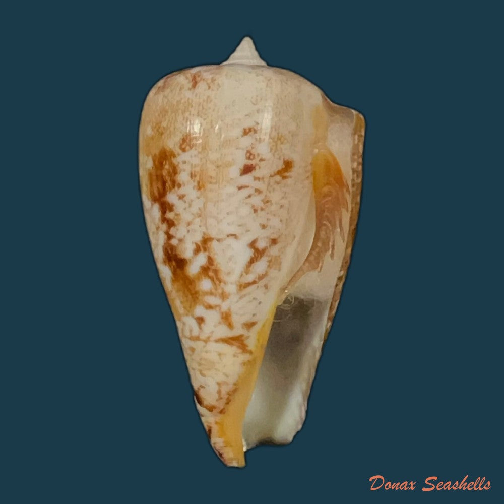 laevistrombus-canarium-linnaeus-1758-56-9mm-copia-1