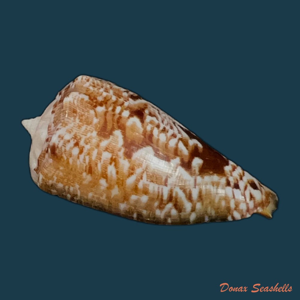 laevistrombus-canarium-linnaeus-1758-56-9mm-copia-1