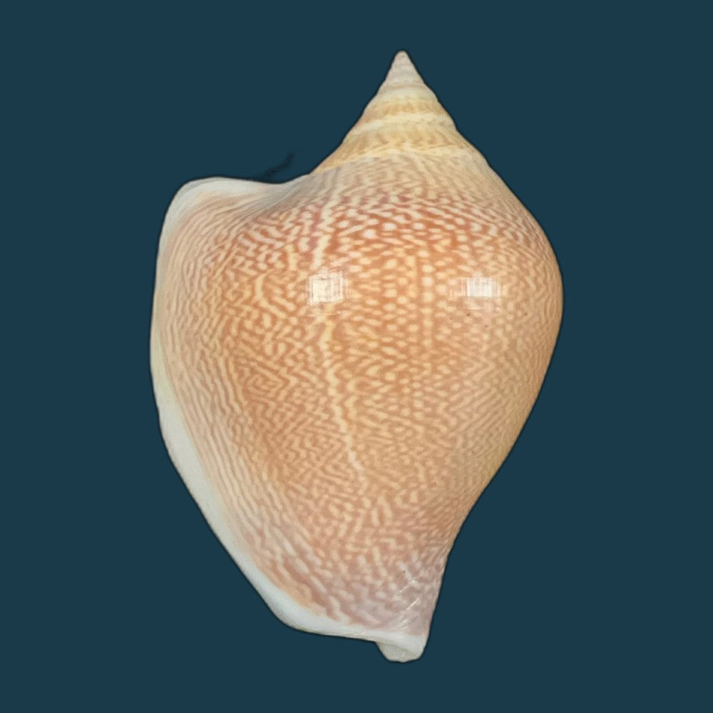 laevistrombus-canarium-linnaeus-1758-56-9mm-copia