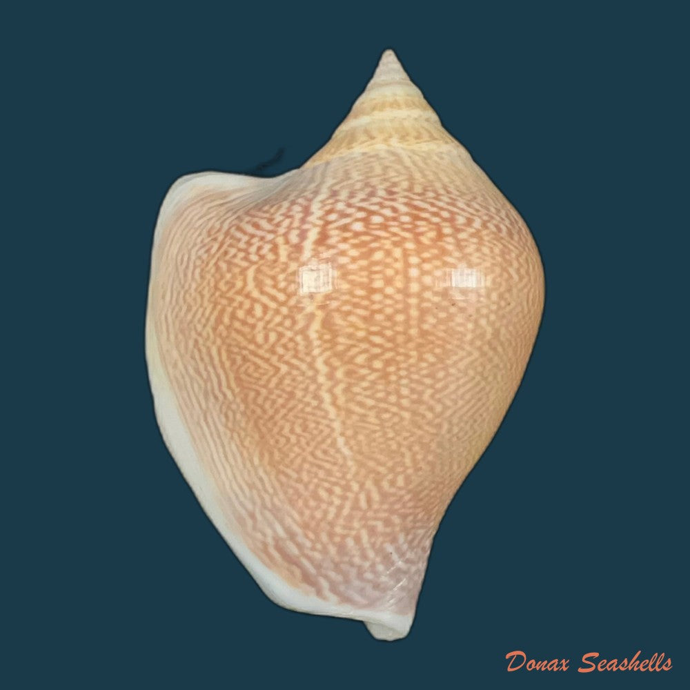 laevistrombus-canarium-linnaeus-1758-56-9mm-copia