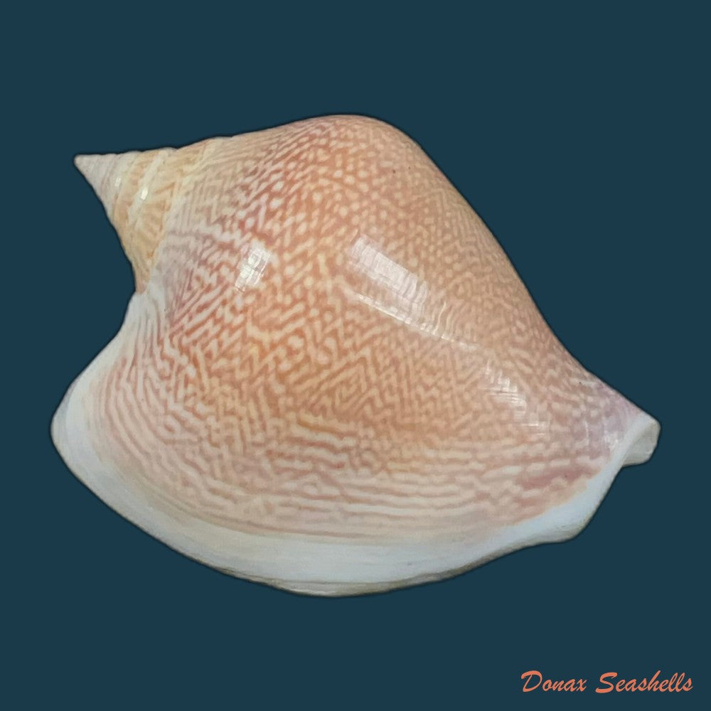laevistrombus-canarium-linnaeus-1758-56-9mm-copia