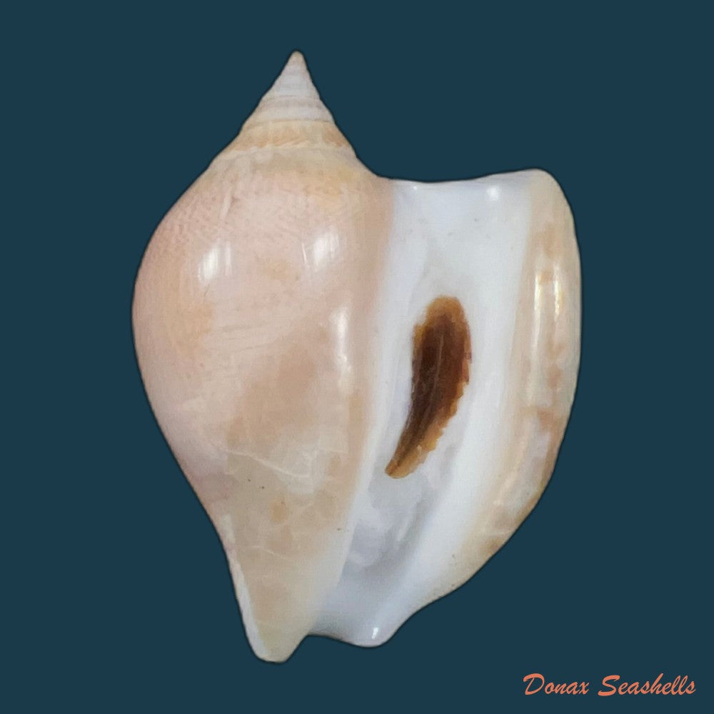 laevistrombus-canarium-linnaeus-1758-56-9mm-copia