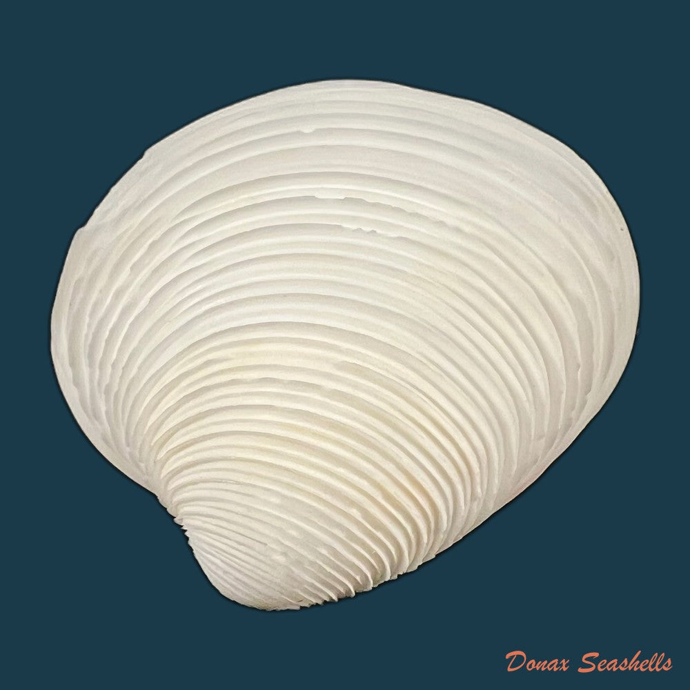 lamelliconcha-circinata-born-1778-39-6mm-copia