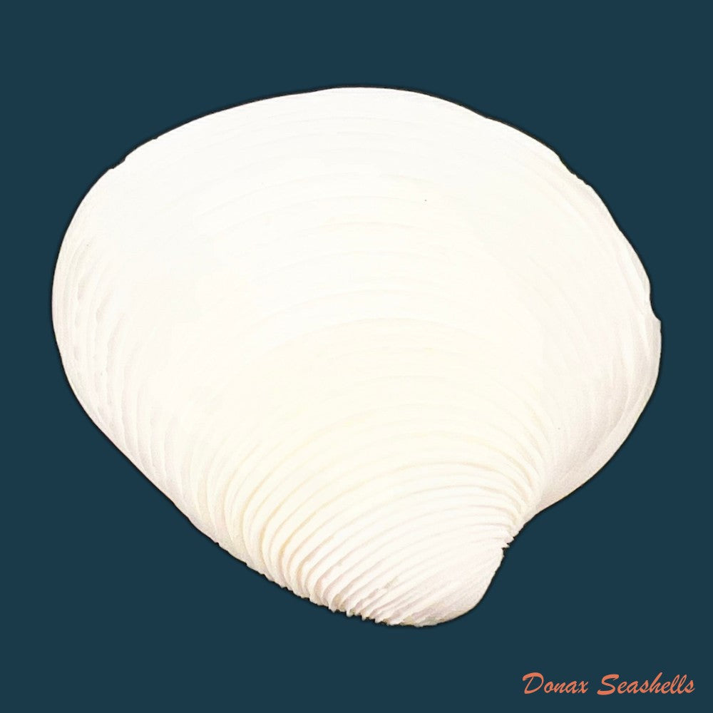 lamelliconcha-circinata-born-1778-39-6mm-copia