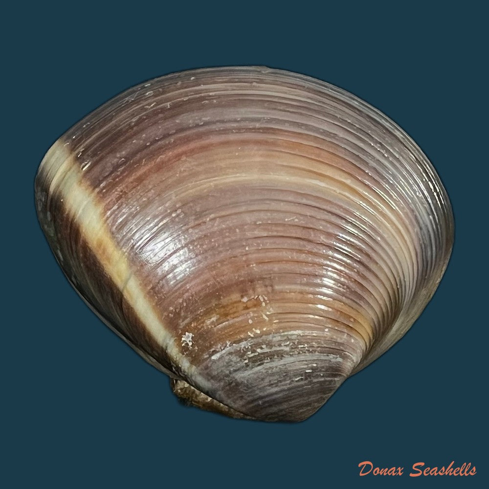 lamelliconcha-circinata-born-1778-40-1mm-copia