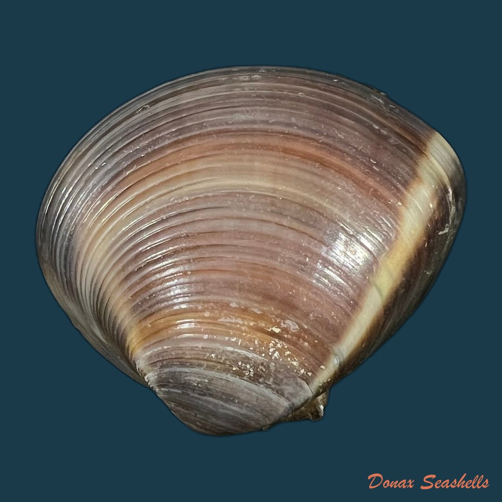 lamelliconcha-circinata-born-1778-40-1mm-copia