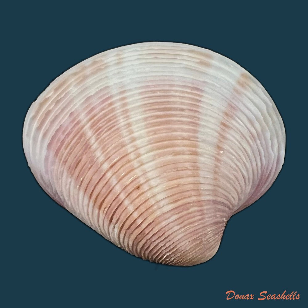 lamelliconcha-circinata-born-1778-41-1mm-copia