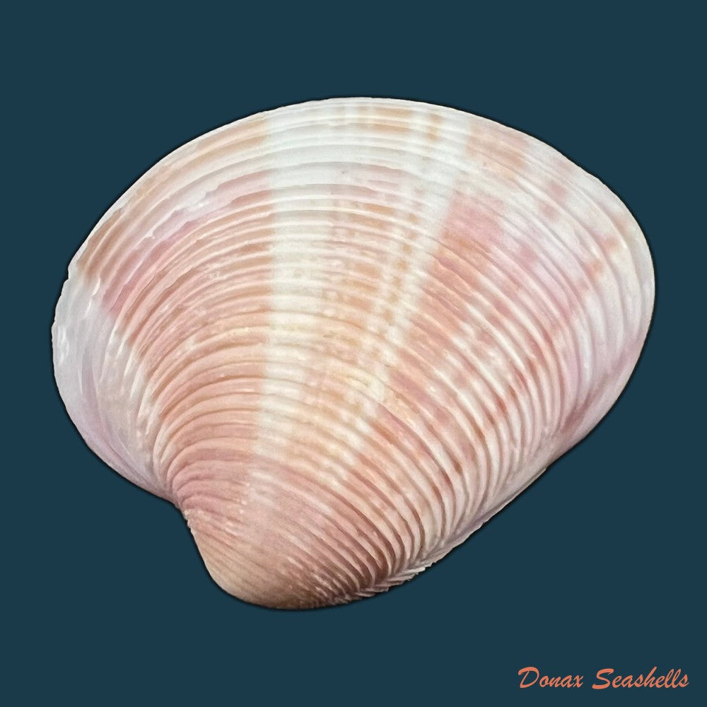 lamelliconcha-circinata-born-1778-41-1mm-copia
