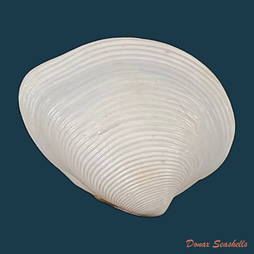 lamelliconcha-concinna-g-b-sowerby-i-1835-21-2mm-copia