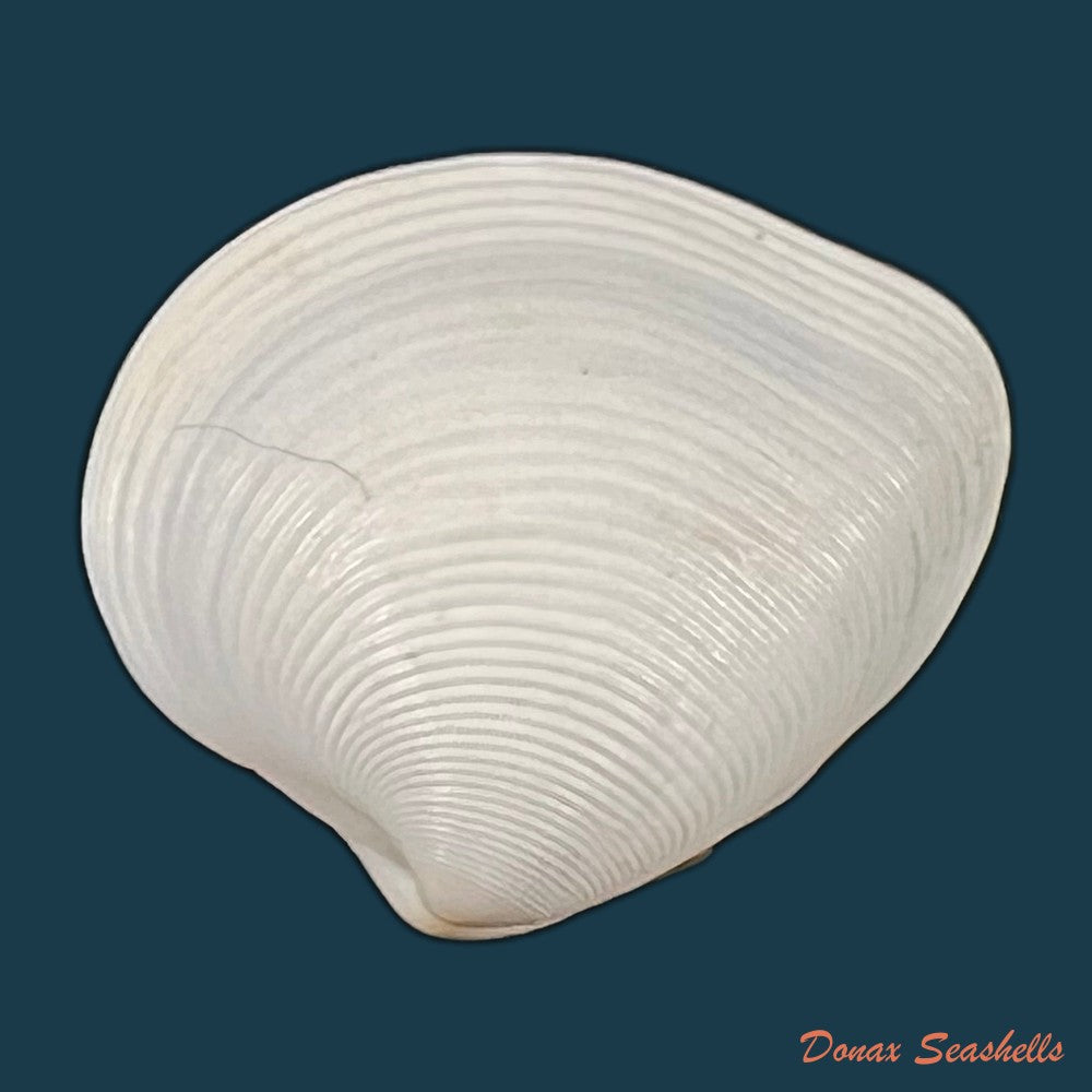 lamelliconcha-concinna-g-b-sowerby-i-1835-21-2mm-copia