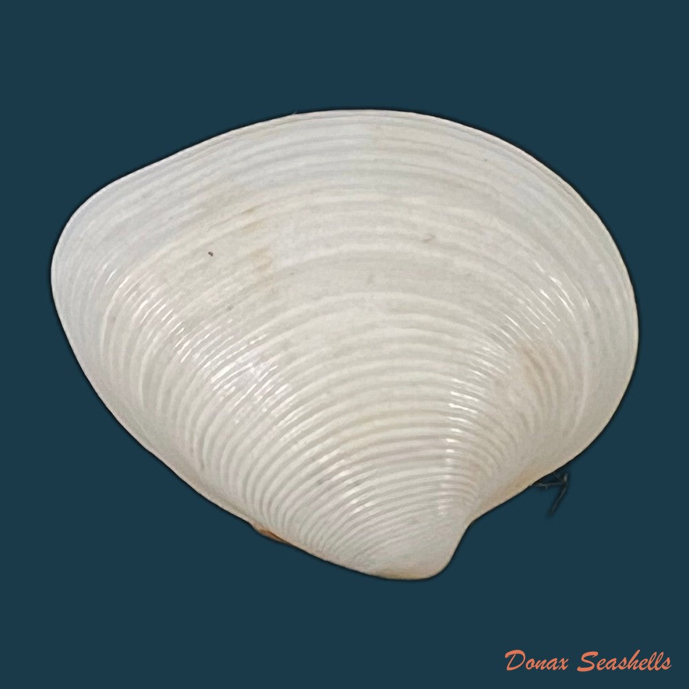 lamelliconcha-concinna-g-b-sowerby-i-1835-21mm-copia