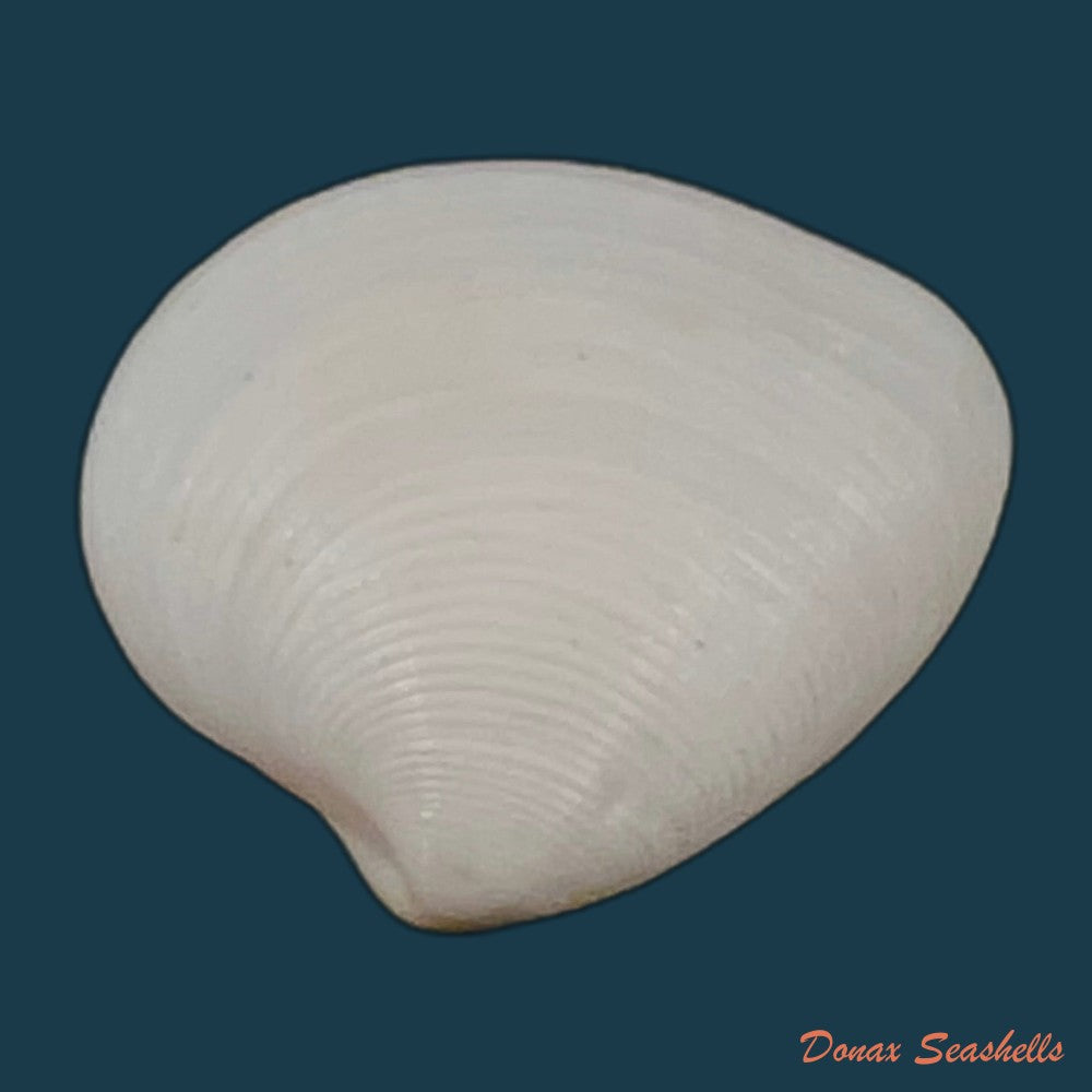 lamelliconcha-concinna-g-b-sowerby-i-1835-21mm-copia