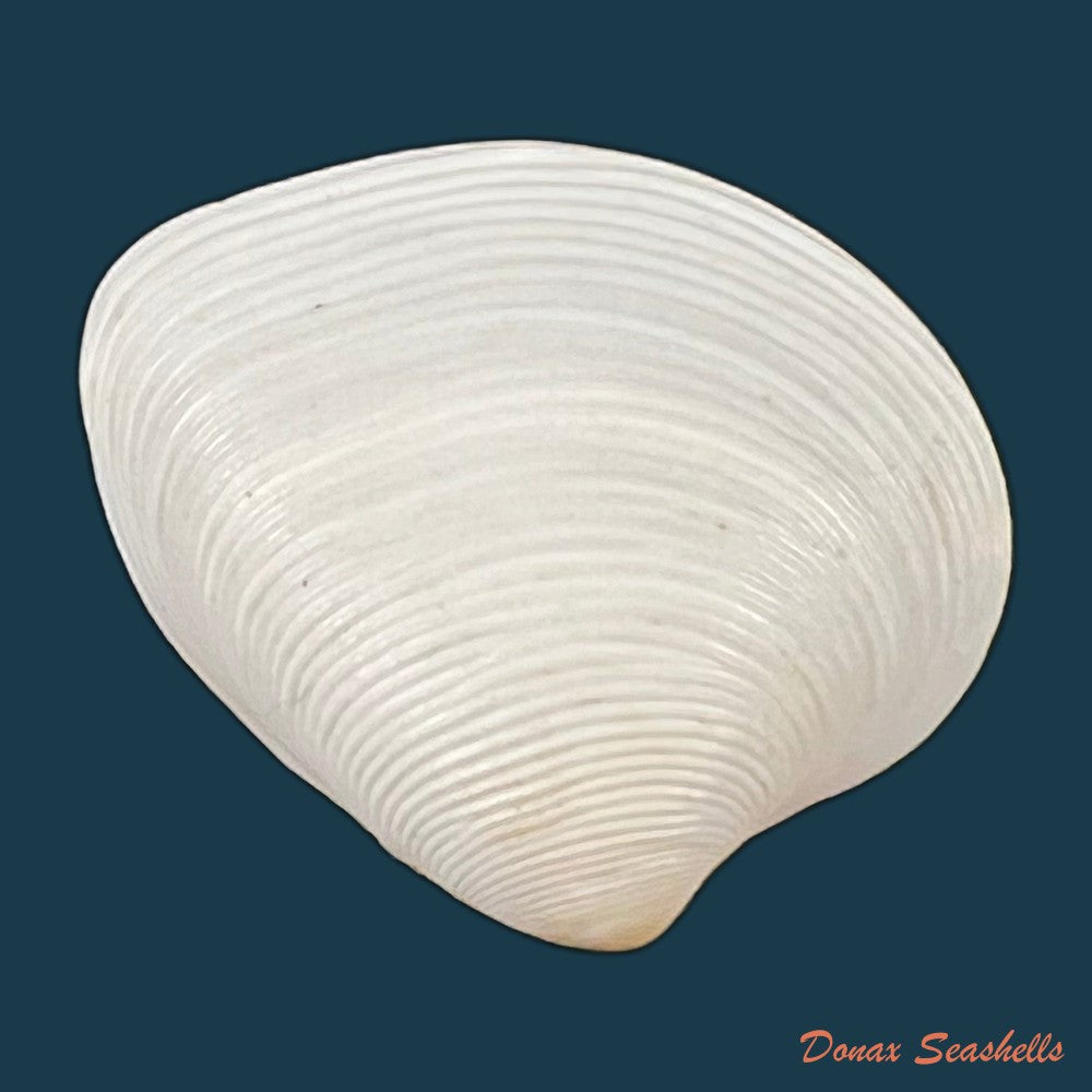 lamelliconcha-concinna-g-b-sowerby-i-1835-22-2mm-copia