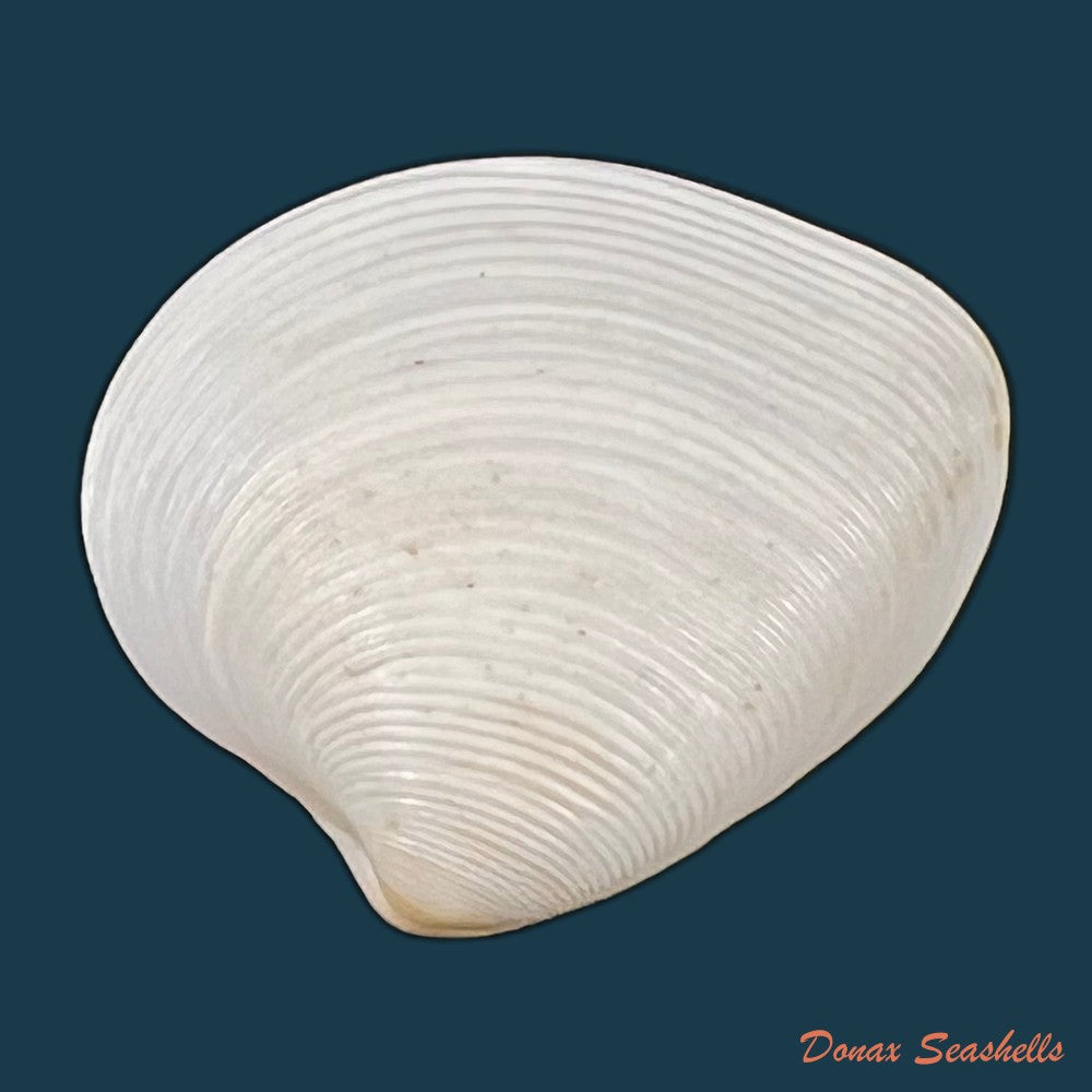 lamelliconcha-concinna-g-b-sowerby-i-1835-22-2mm-copia