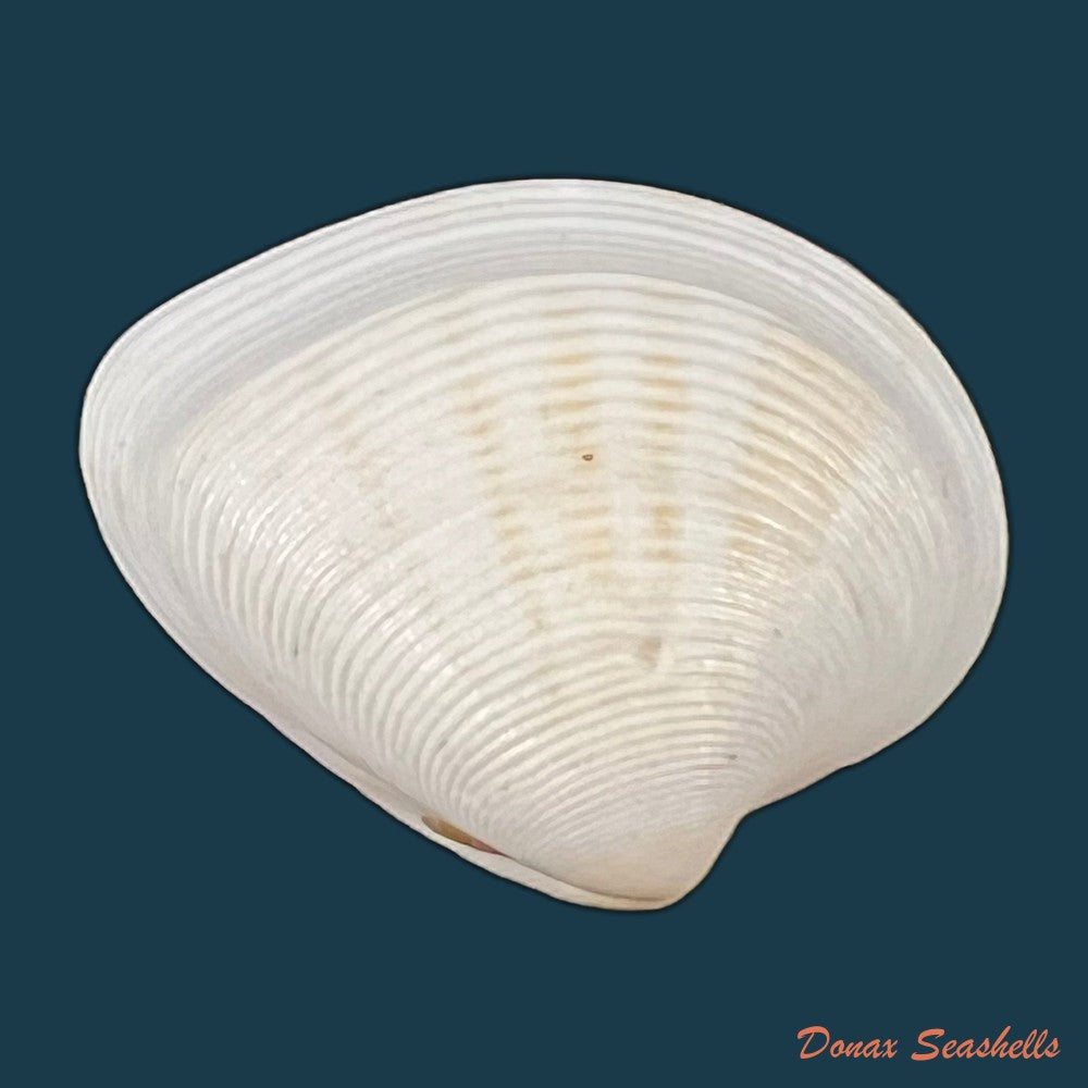 lamelliconcha-concinna-g-b-sowerby-i-1835-22-8mm-copia