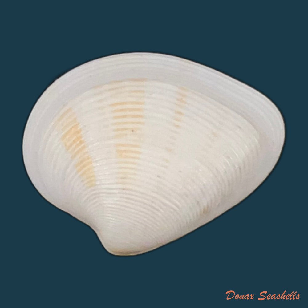 lamelliconcha-concinna-g-b-sowerby-i-1835-22-8mm-copia