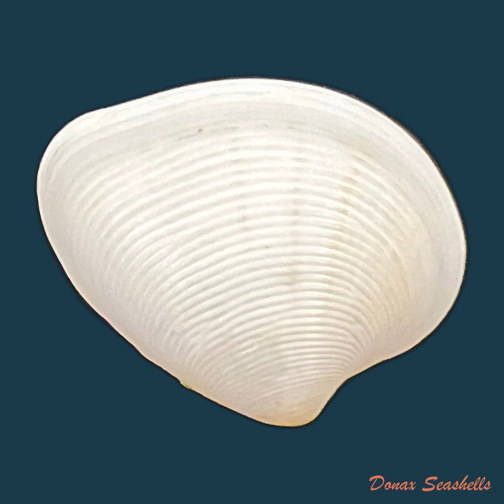 lamelliconcha-concinna-g-b-sowerby-i-1835-23-5mm-copia