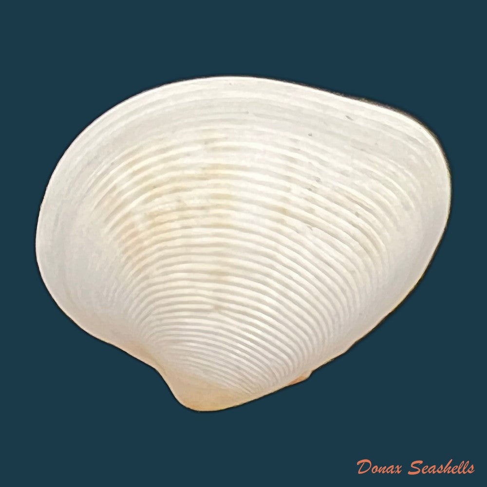 lamelliconcha-concinna-g-b-sowerby-i-1835-23-5mm-copia