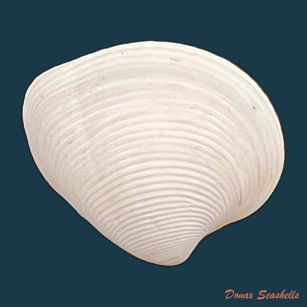 lamelliconcha-concinna-g-b-sowerby-i-1835-23-6mm-copia