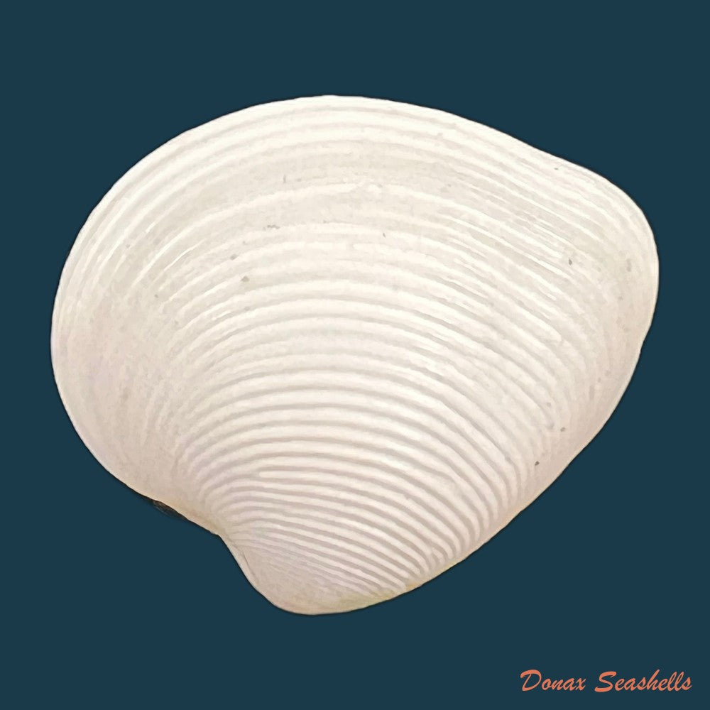 lamelliconcha-concinna-g-b-sowerby-i-1835-23-6mm-copia