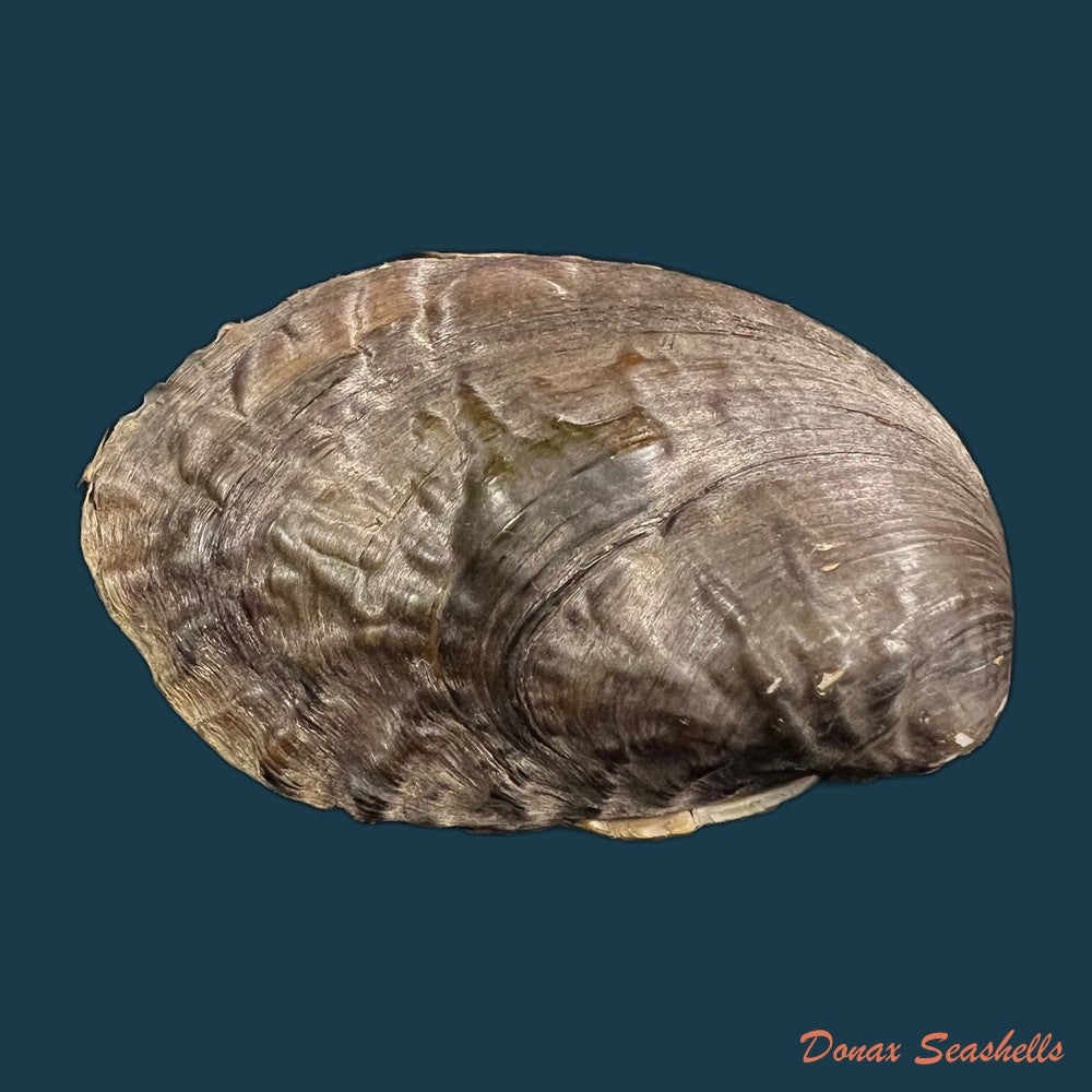lamprotula-caveata-heude-1877-55-2mm-copia