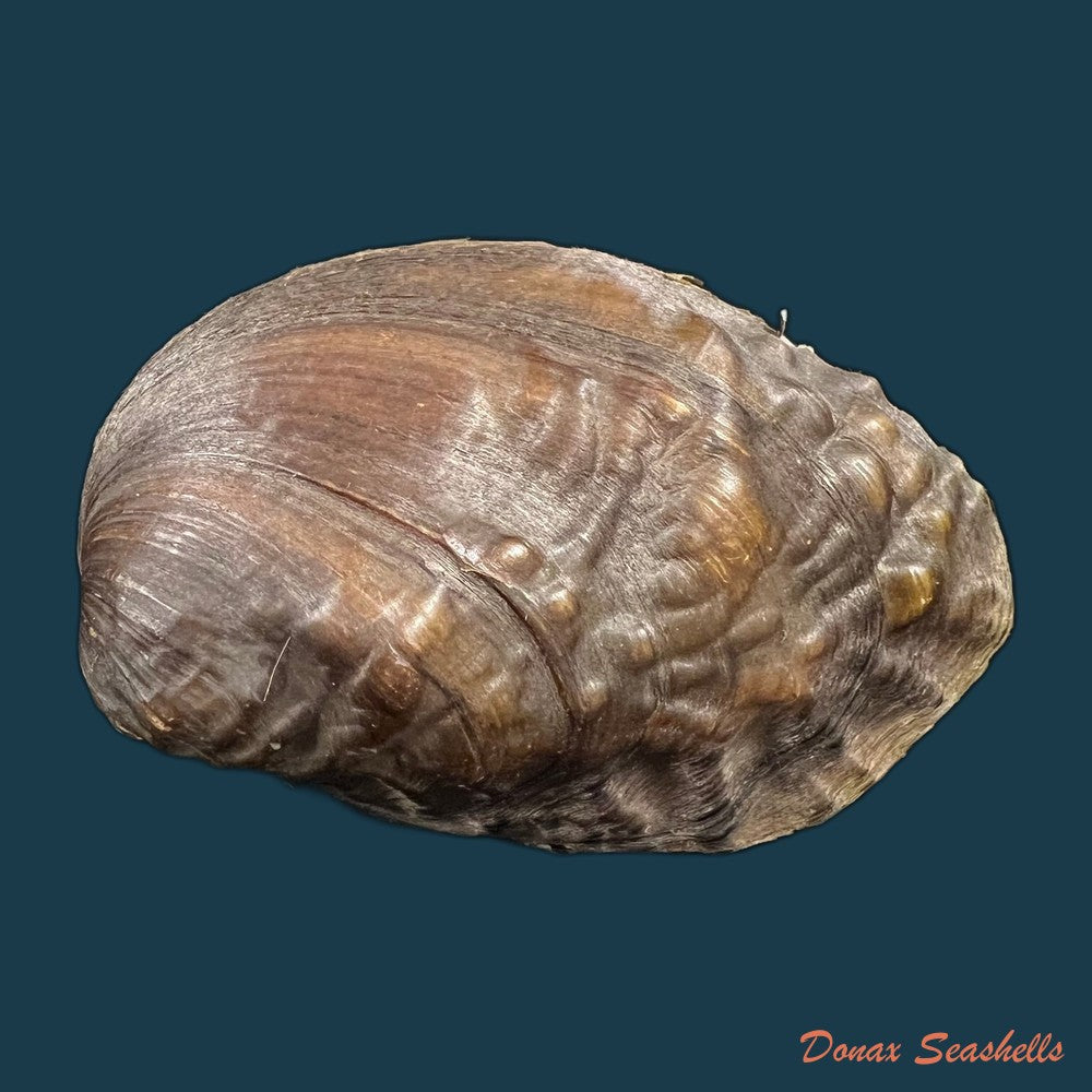 lamprotula-caveata-heude-1877-55-2mm-copia