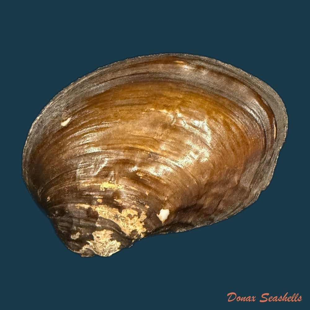 lamprotula-caveata-heude-1877-59-9mm-copia