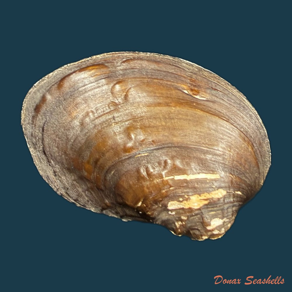 lamprotula-caveata-heude-1877-59-9mm-copia