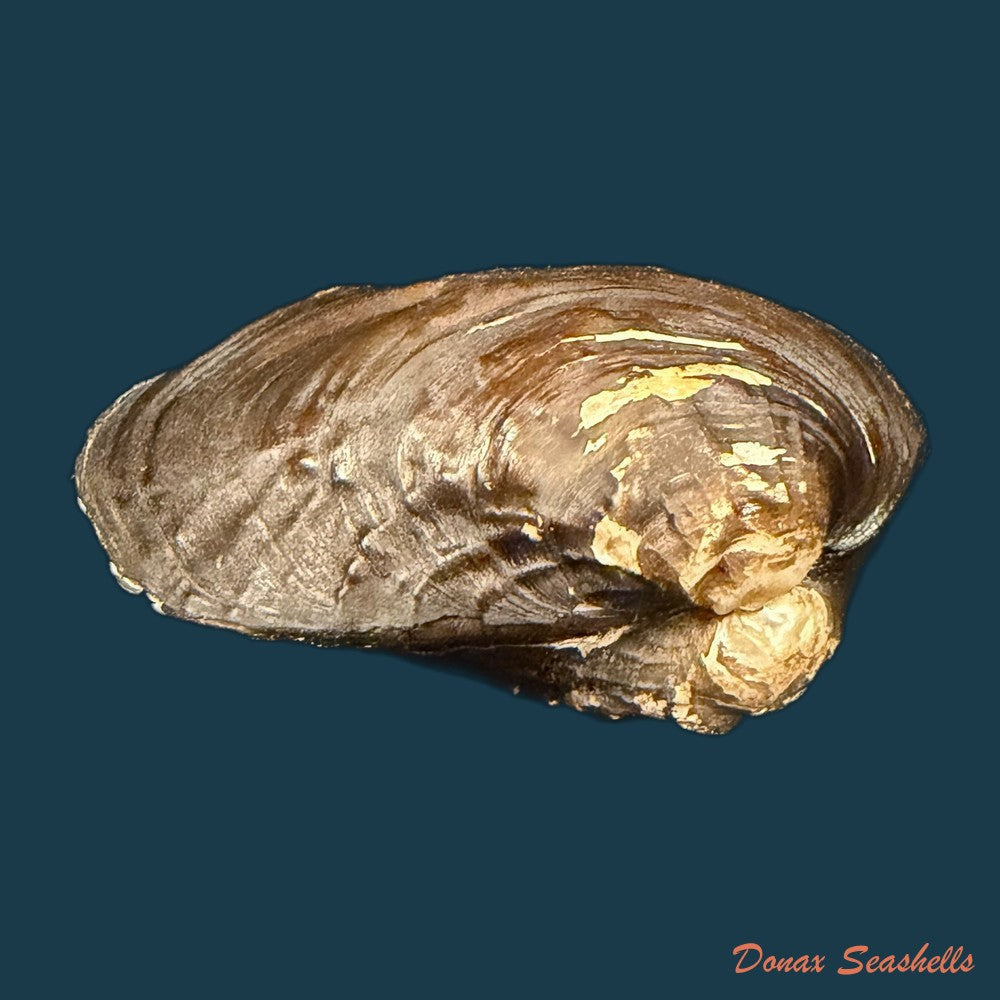 lamprotula-caveata-heude-1877-59-9mm-copia