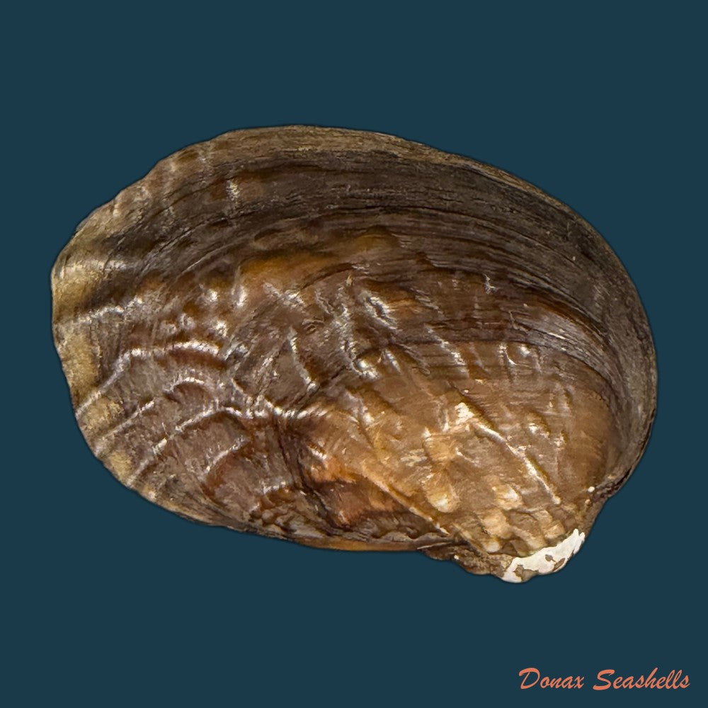 lamprotula-caveata-heude-1877-63-6mm-copia-1